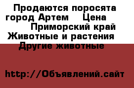 Продаются поросята город Артем  › Цена ­ 4 000 - Приморский край Животные и растения » Другие животные   